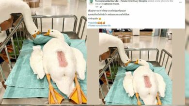 พ่อห่าน ผ่าตัด