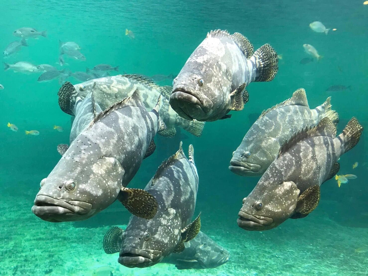 ปลา สัตว์น้ำ กรมประมง