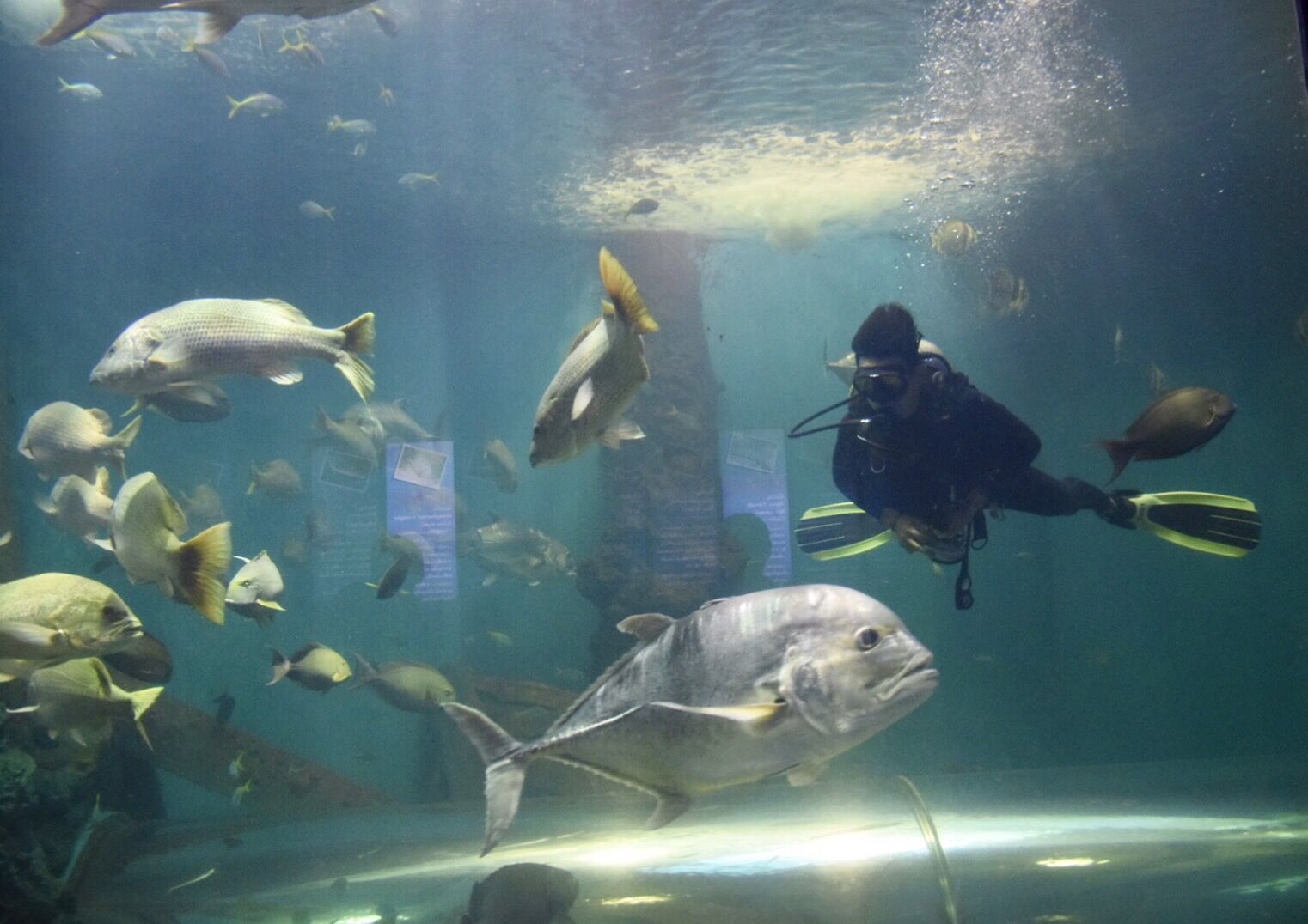 สัตว์น้ำหาดูยาก