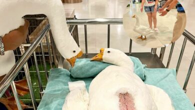 น้องห่าน