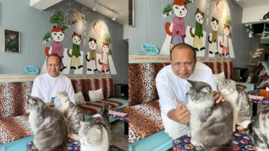 ไพรวัลย์ ทาสแมว