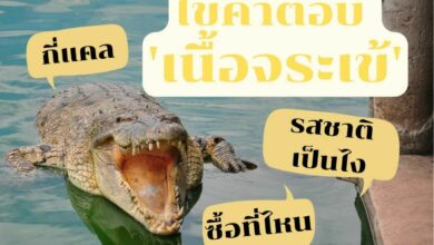 ไขคำตอบ 'เนื้อจระเข้' รสชาติเป็นไง