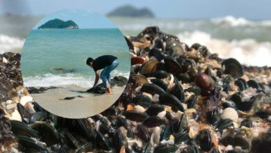 หอยแมลงภู่หาดสมิหลา