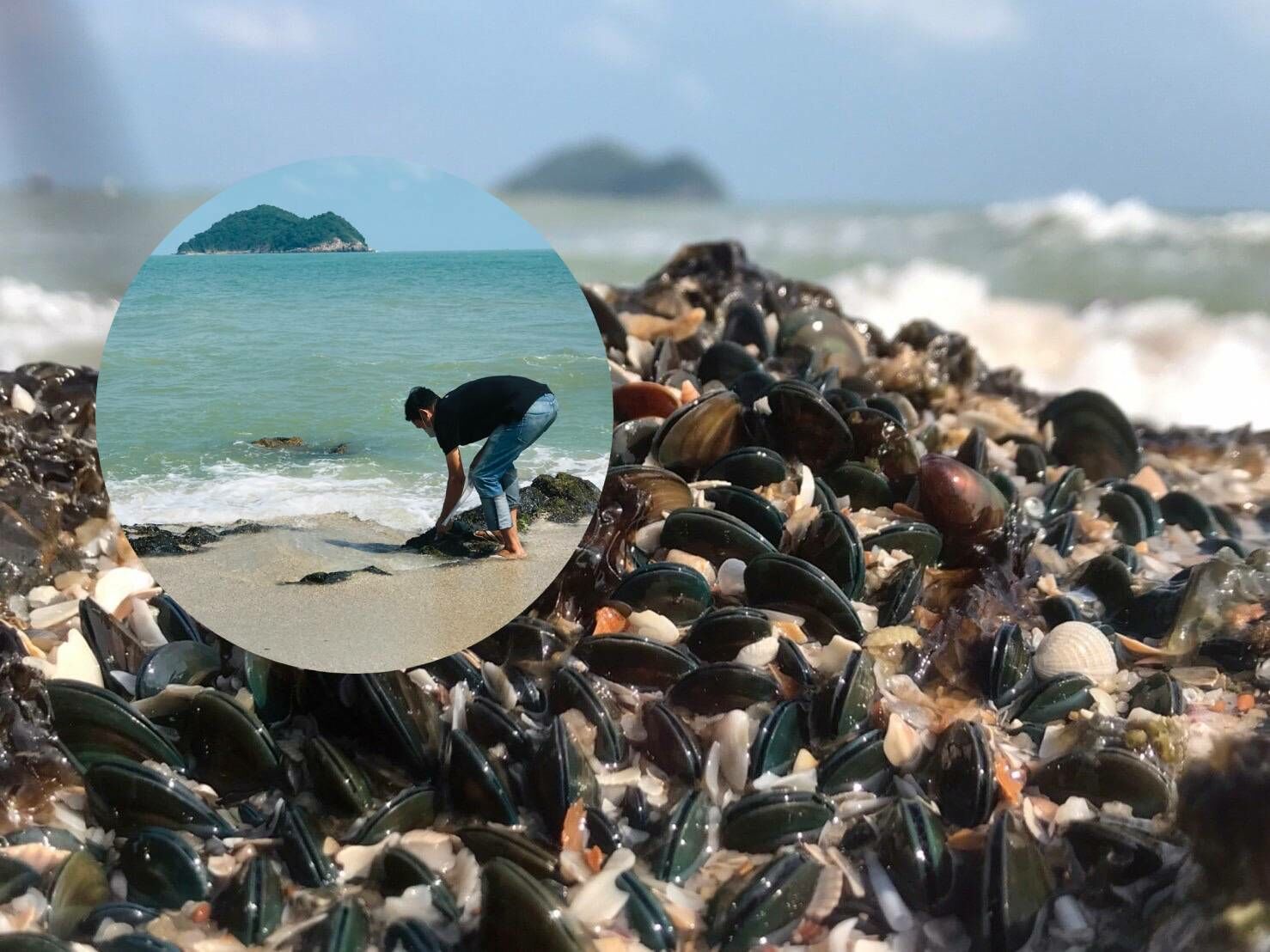 หอยแมลงภู่หาดสมิหลา