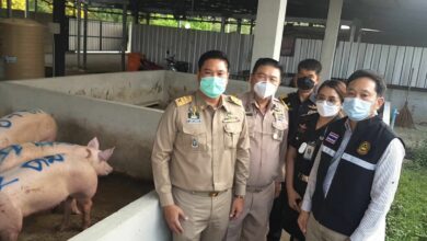 ซากหมูตาย ปุ๋ย น้ำหมักชีวภาพ