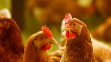 ไก่ขึ้นราคา