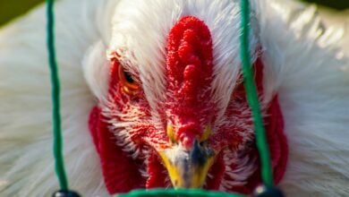 ไข้หวัดนก H5N1