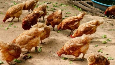 ราคาไก่หน้าฟาร์ม