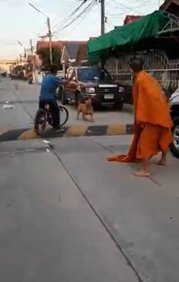 พิทบูลไล่กัดพระจีวรบิน