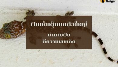 ฝันเห็นตุ๊กแกตัวใหญ่ ทำนายฝัน เลขเด็ด