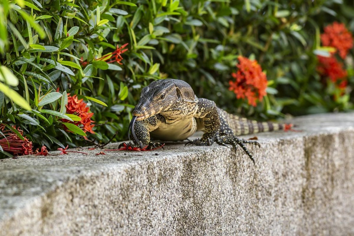 ฝันเห็นตัวเงินตัวทอง เข้าบ้าน