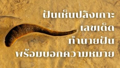 ฝันเห็นปลิงเกาะ เลขเด็ด