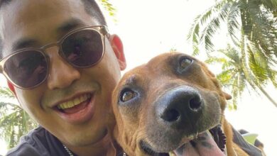 ไฮโซปลาวาฬ