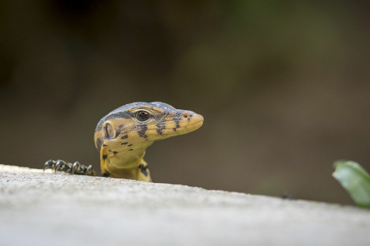 ฝันเห็นตัวเงินตัวทอง สีทอง