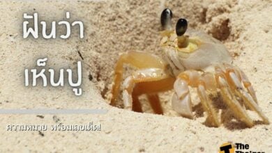 ฝันว่าเห็นปู เลขเด็ด