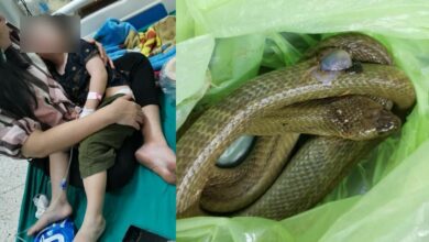 งูฉกเด็ก