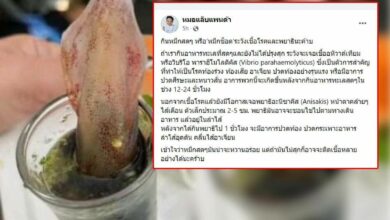 หมึกช็อต หมึกซาซิมิ