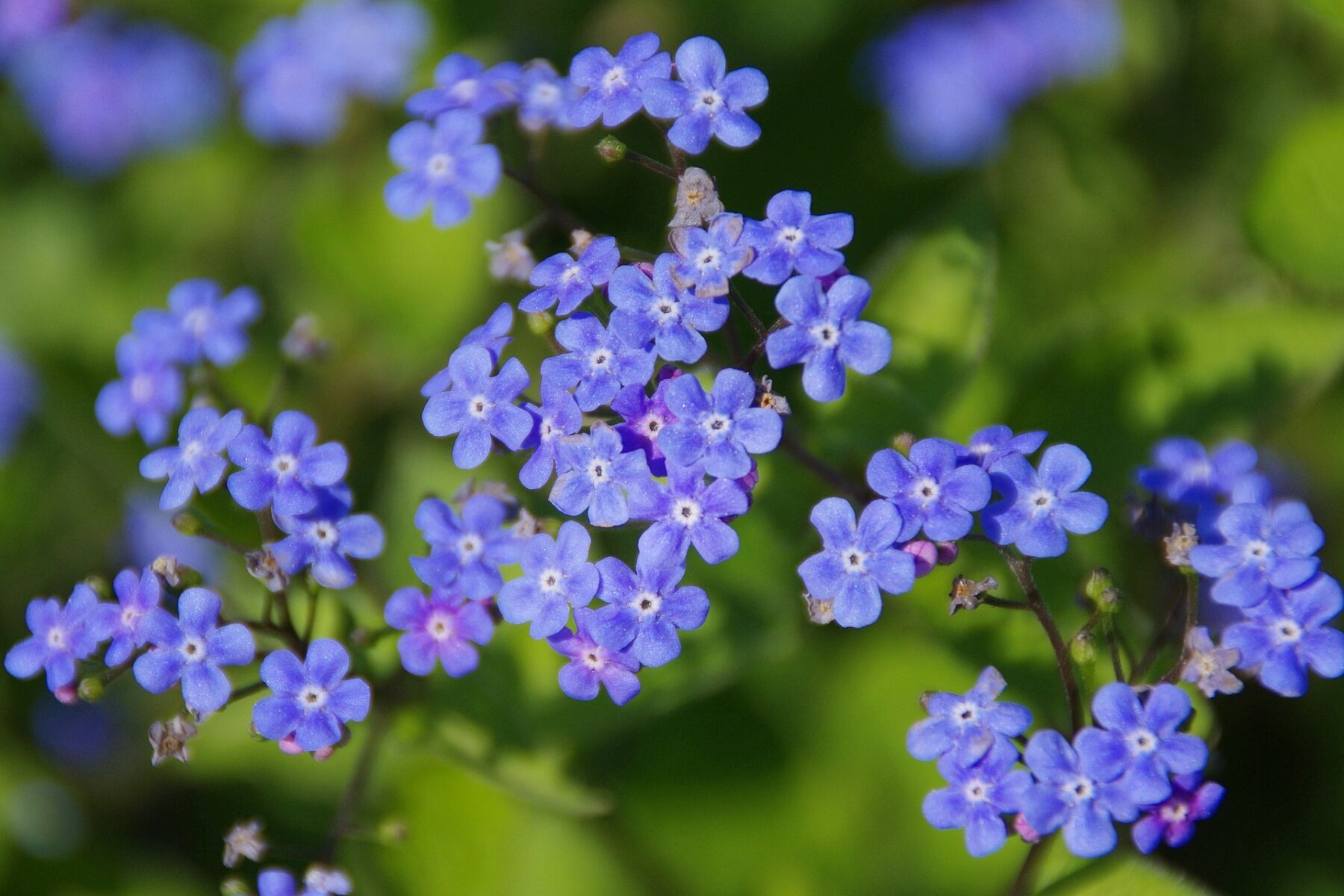 ดอกไม้ วันวาเลนไทน์ ความหมาย forget me not