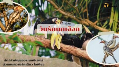 วันรักนกเงือก