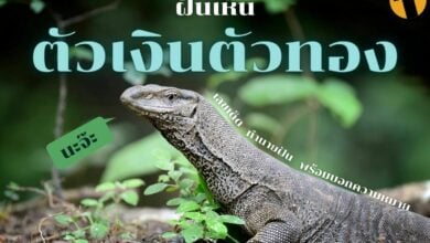 ฝันเห็นตัวเงินตัวทอง ทำนายฝัน