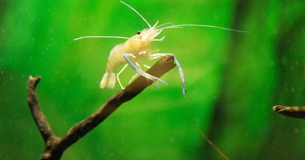 ฝันว่าจับกุ้งฝอย
