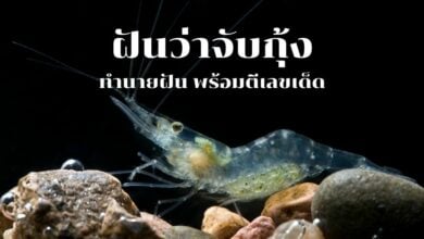 ฝันว่าจับกุ้ง