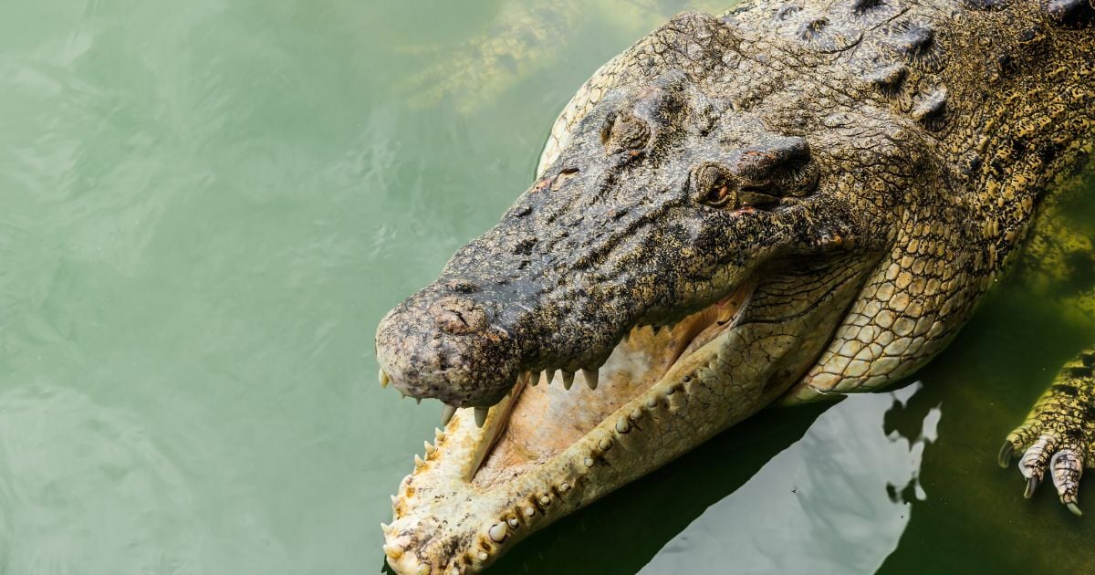 ฝันเห็นจระเข้ตีเลขเด็ด