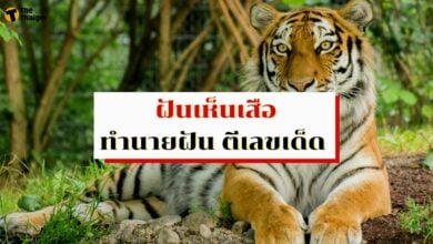 ฝันเห็นเสือ ทำนายฝัน ตีเลขเด็ด