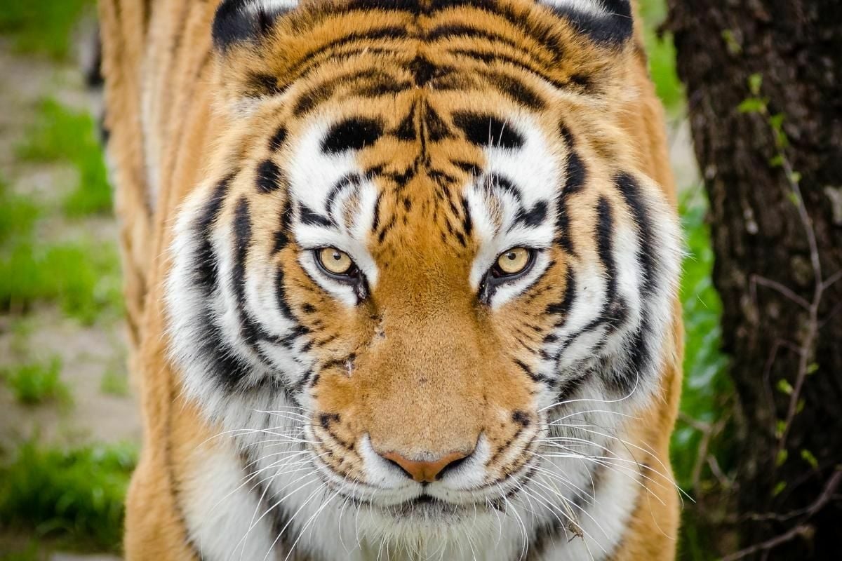 ฝันเห็นเสือโคร่งตัวใหญ่