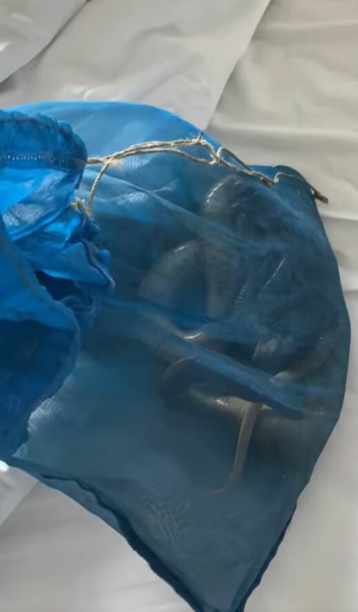 เค ร้อย ปล่อยงู โรงแรมดัง