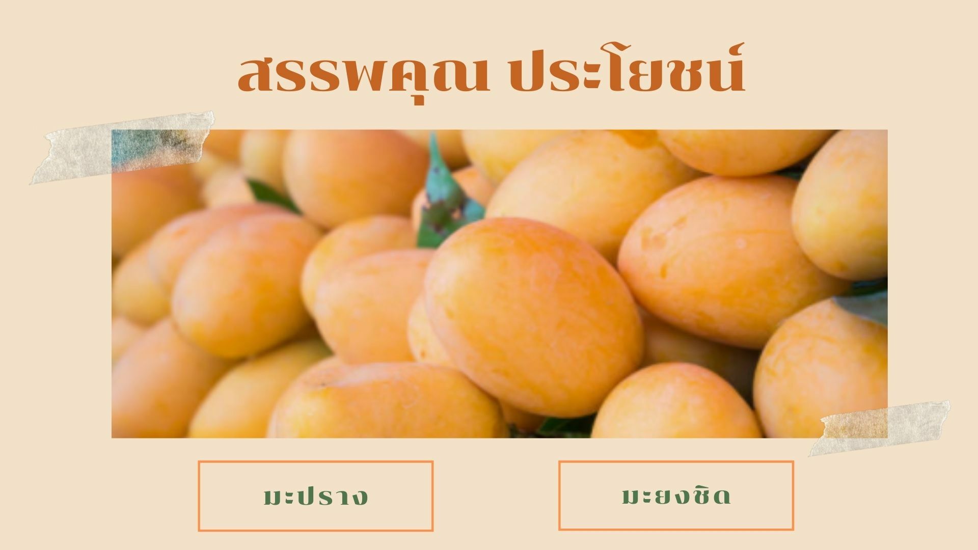 มะยงชิด มะปราง ต่างกันอย่างไร ? ไขคำตอบความต่าง ผลไม้หน้าร้อน | Thaiger  ข่าวไทย