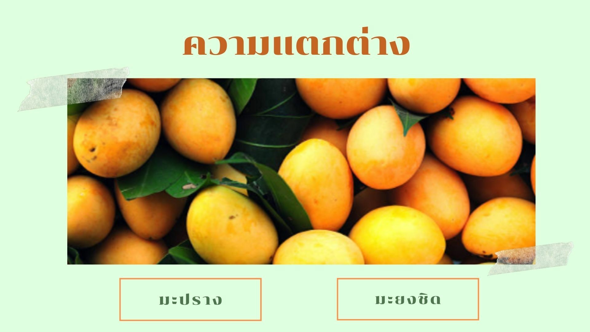 มะยงชิด มะปราง ต่างกันอย่างไร ? ไขคำตอบความต่าง ผลไม้หน้าร้อน | Thaiger ข่าวไทย มะยงชิด มะปราง ต่างกันอย่างไร ? ไขคำตอบความต่าง ผลไม้หน้าร้อน | Thaiger ข่าวไทย