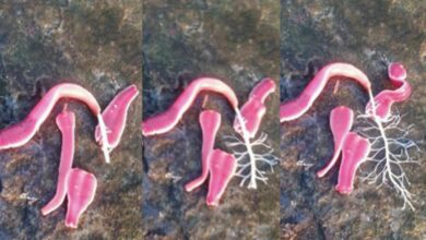 หนอนริบบิ้น