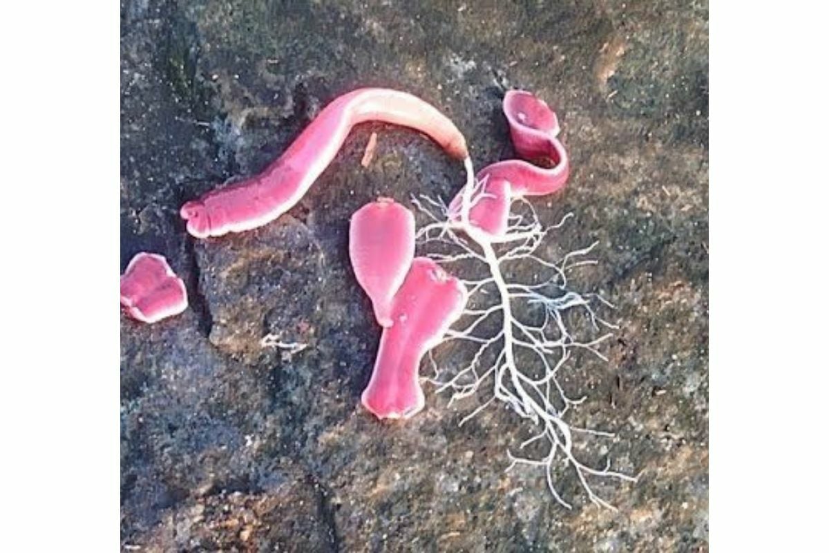 หนอนริบบิ้น