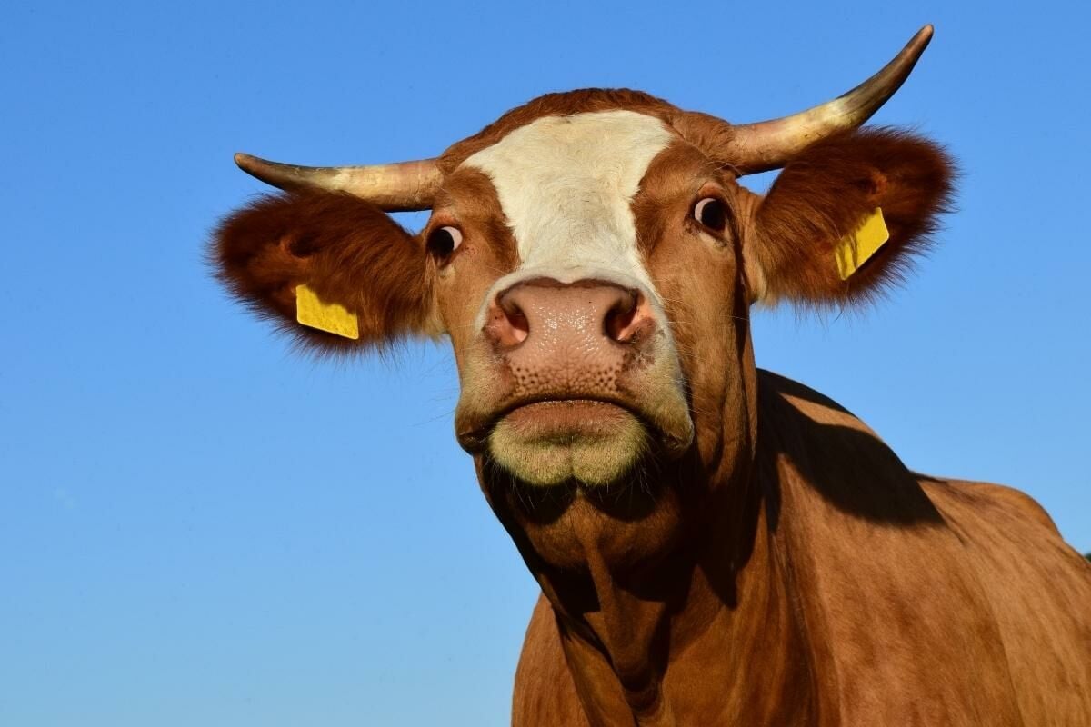 ฝันเห็นวัวตัวใหญ่สีน้ำตาล