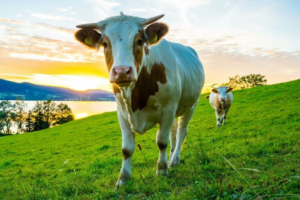 ฝันเห็นวัวตัวใหญ่ 3 ตัว