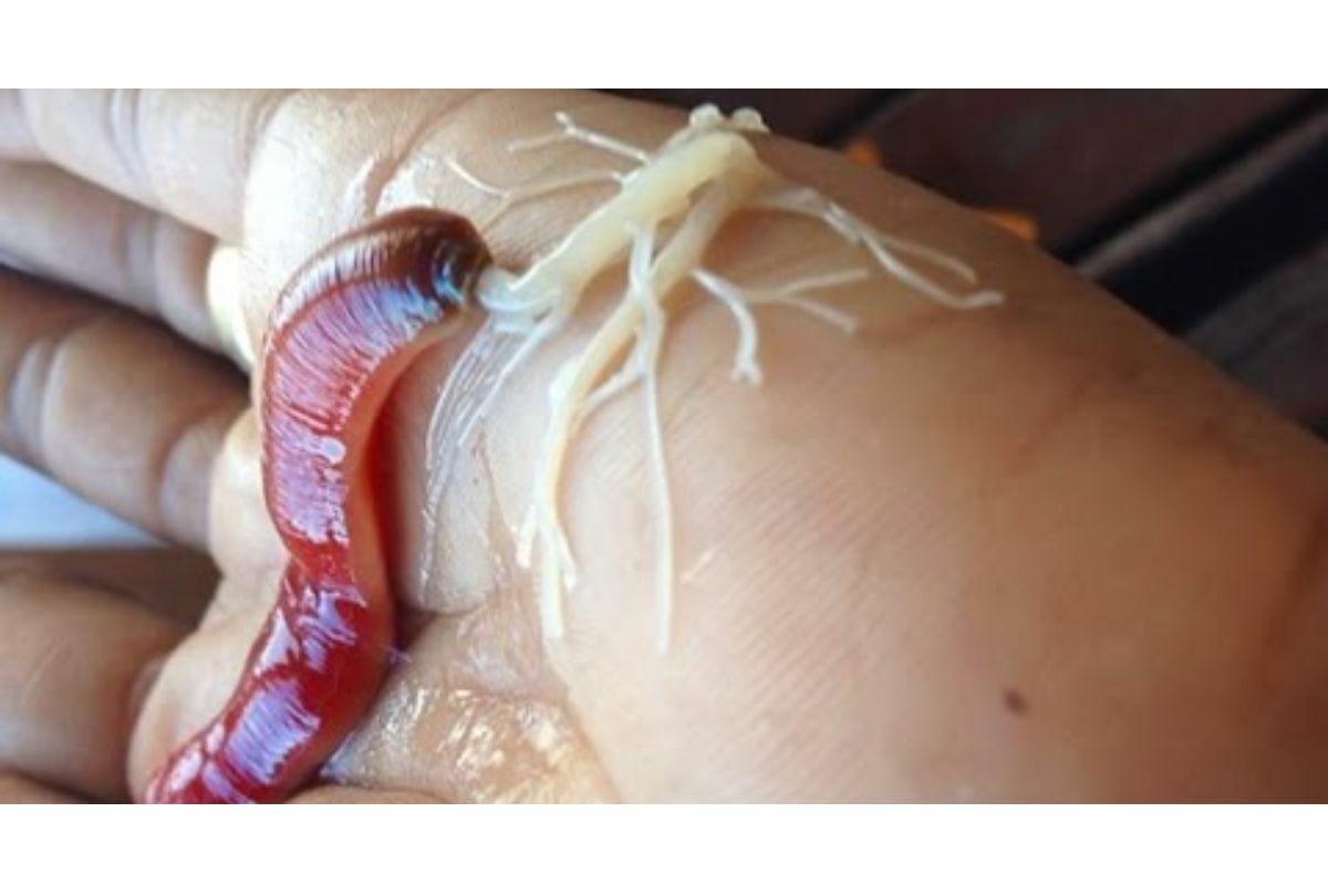 หนอนริบบิ้น