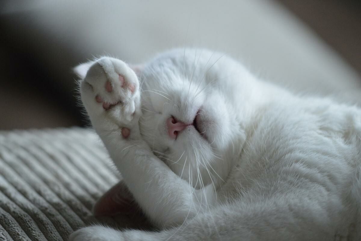 ฝันเห็นแมว สีขาว