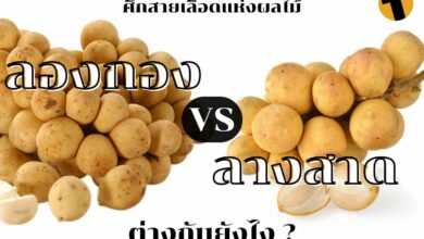 ลองกอง ลางสาด ต่างกันยังไง