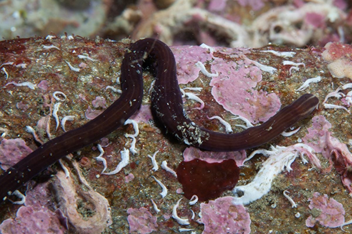 หนอนริบบิ้น