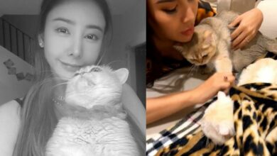 แอนนา ทีวีพูล แมว แตงโม นิดา