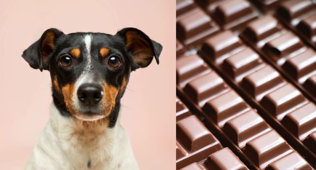 สุนัข ช็อคโกแลต