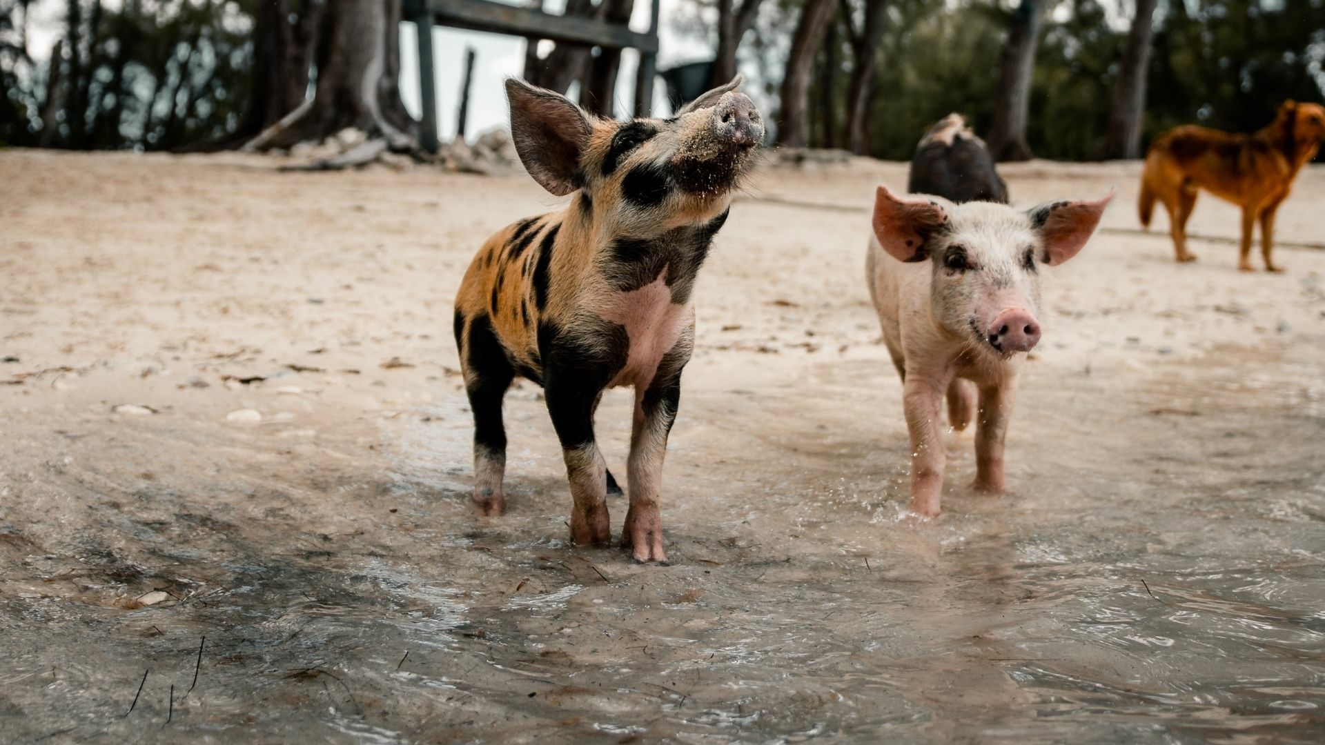 เกาะหมู