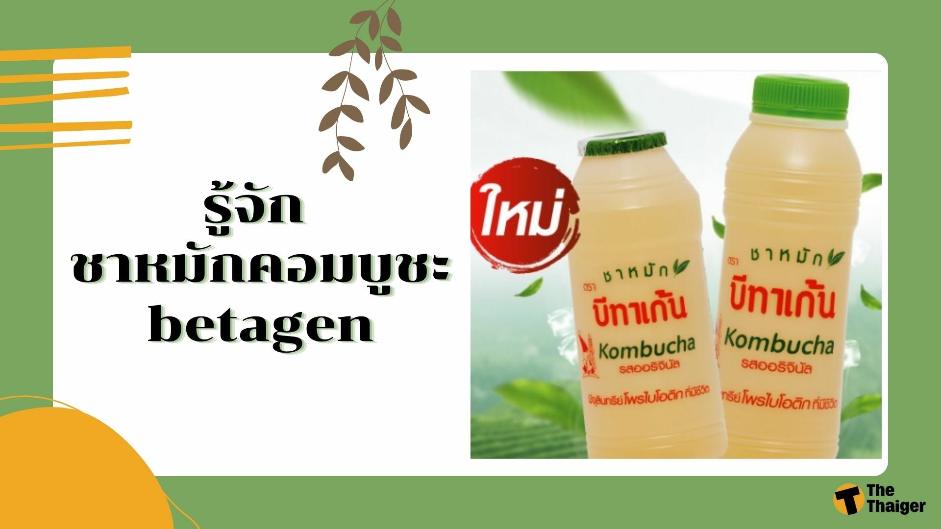 ชาหมัก คือ