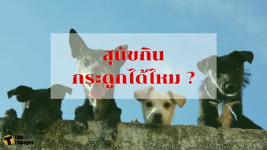 สุนัขกินกระดูก ได้มั้ย อันตราย กระดูก