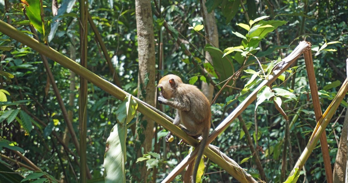 วันสัตว์ป่าและพืชป่าโลก