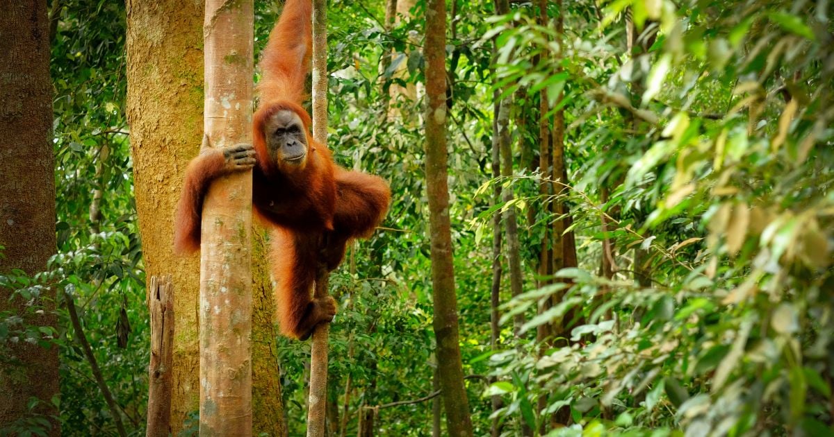 วันสัตว์ป่าและพืชป่าโลก2566