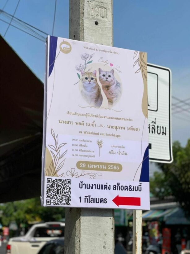 แชร์สนั่น 2 เหมียว ร่อนการ์ดเชิญ แมวแต่งงาน เจ้าของเผยเป็นรักแรกพบ |  Thaiger ข่าวไทย