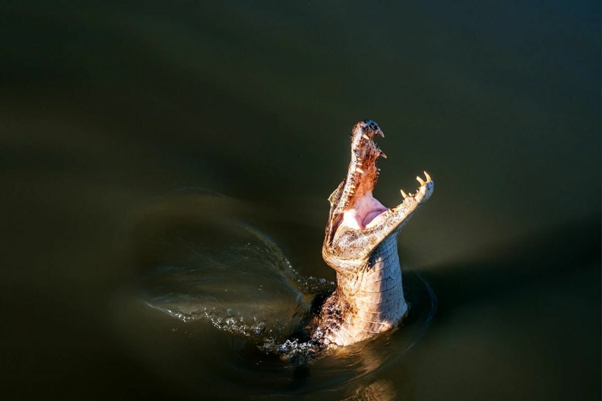 ฝันว่าว่ายน้ำในสระ