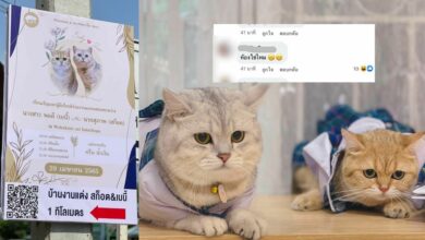 งานแต่งแมว แมวแต่งงาน น้องเบบี้ น้องสก๊อต